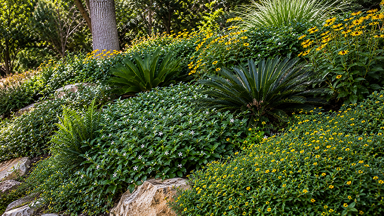 Native Florida ground covers with white star-shaped blooms and golden flowers spread across a sloped, rock-edged hillside.